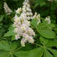 Kasztanowiec Zwyczajny (Aesculus hippocastanum flos)