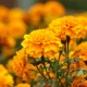 Aksamitka wzniesiona (Tagetes erecta L.)