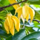 Dezodorant w Kremie Wanilia + Kwiaty Ylang Ylang Naturalny 65 g Biowen