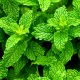 Dezodorant w Kremie Mięta Pieprzowa Naturalny 65 g Biowen