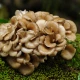 Immuno Support Chaga Shiitake Maitake Witamina C Mycodrop Krople 50 ml Aura Herbals