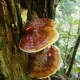 Neuro Support Lion's Mane Reishi Kordyceps Witamina C Mycodrop Krople 50 ml Aura Herbals