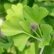 Cardiovita Complex+ Kora Sosny Głóg Ginko Biloba Guggul (90 kaps) Biowen