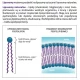 Liposomalna Witamina C 1000 Buforowana 250ml Liposol